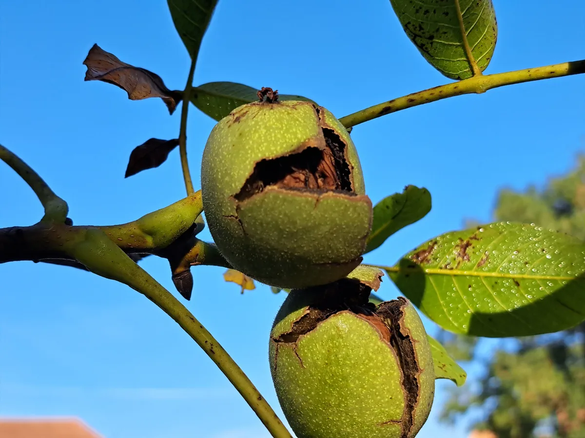 20261005_093642 Wer einmal selbst Baumnüsse im Garten ernten will, muss mit viel Geduld ausgestattet sein.