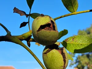 Wer einmal selbst Baumnüsse im Garten ernten will, muss mit viel Geduld ausgestattet sein.