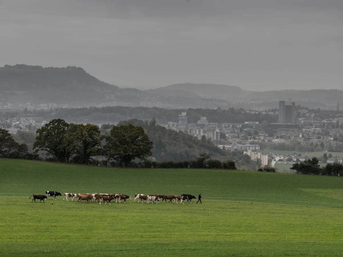 20231030-_A301583.jpg Weniger Kühe, mehr Milch: Laut Identitas stehen so wenige Kühe in der Tierverkehrsdatenbank wie seit 2010 nicht mehr. Die Milchmenge lag bis August trotzdem 2,5 Prozent über dem Vorjahr.