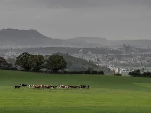 Weniger Kühe, mehr Milch: Laut Identitas stehen so wenige Kühe in der Tierverkehrsdatenbank wie seit 2010 nicht mehr. Die Milchmenge lag bis August trotzdem 2,5 Prozent über dem Vorjahr.