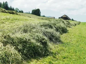 Heu ist nicht gleich Heu. In diesem Jahr muss auf das Eisen im Futter geachtet werden.