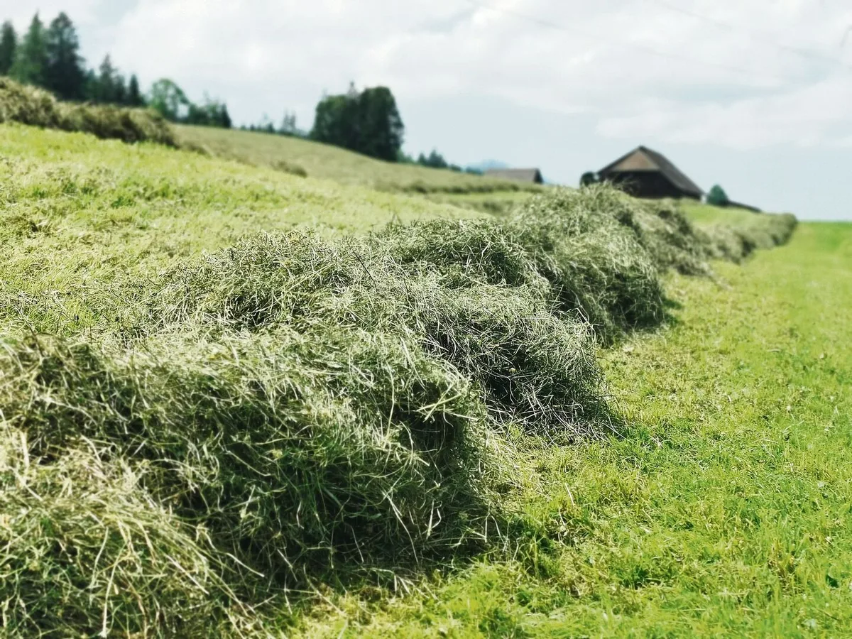 Vorsicht mit dem Eisengehalt in Dürrfutter und Silage