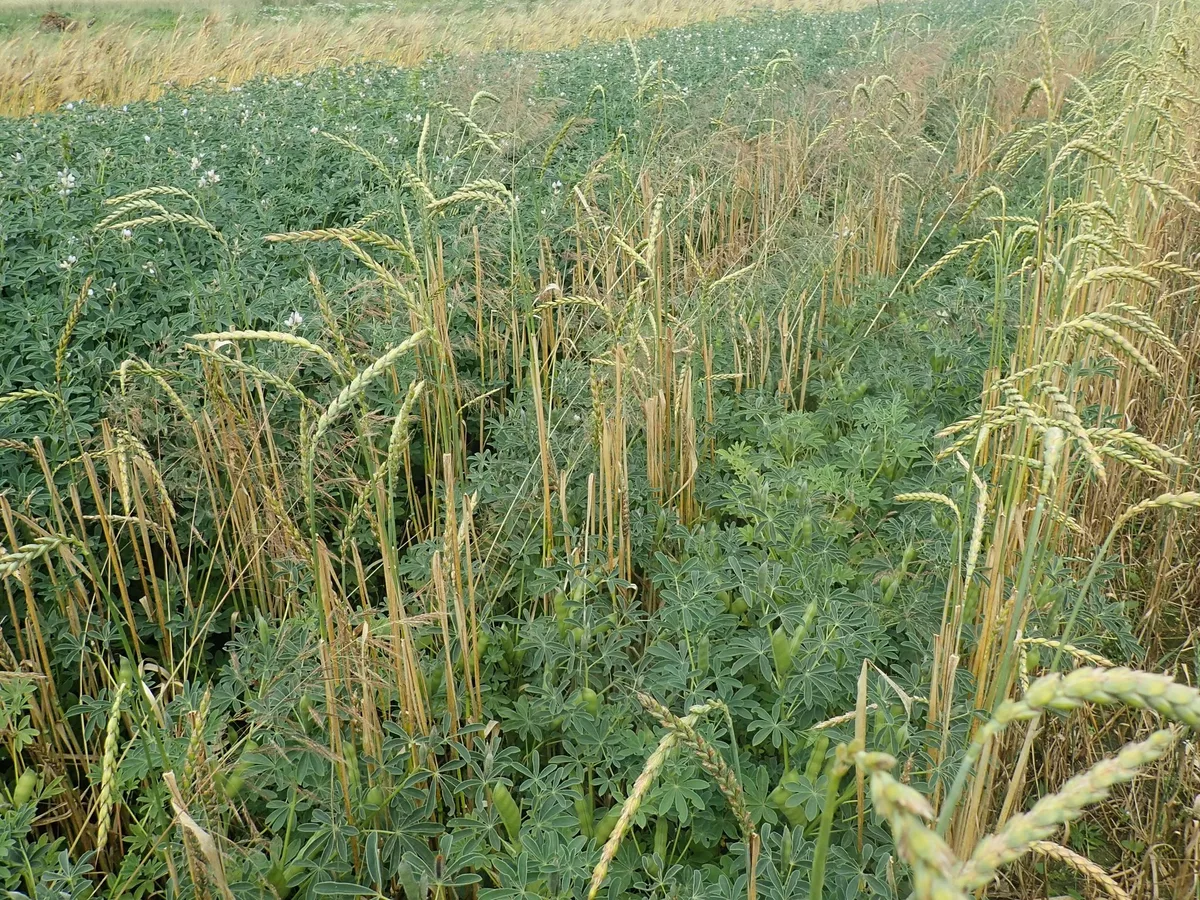 DG_24-11_FoKo_FiBL Lupinen für die Zukunft