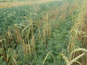 Weisse Lupinen können im Streifenanbau mit Winterdinkel angebaut werden, wie bei diesem Versuch in Payerne.