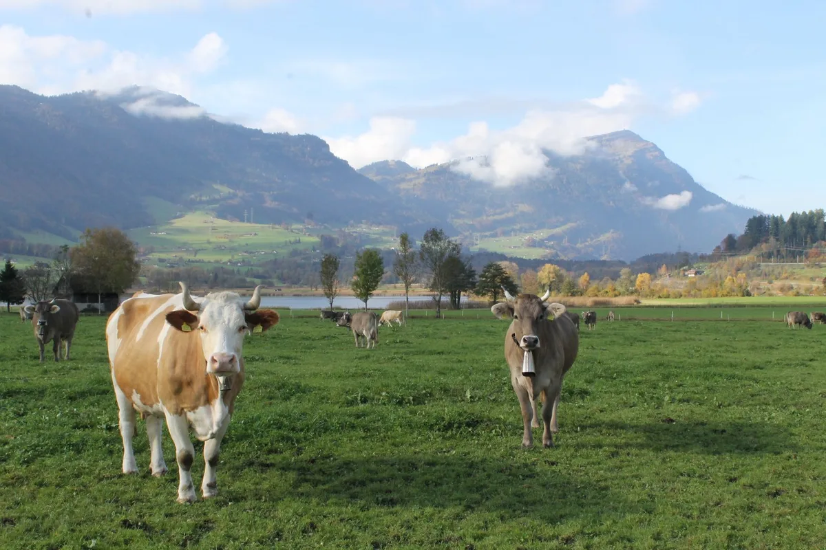 Bild_1_92_ Schwyzer Bauern sorgen sich um Kulturland und Lebensmittelpreise