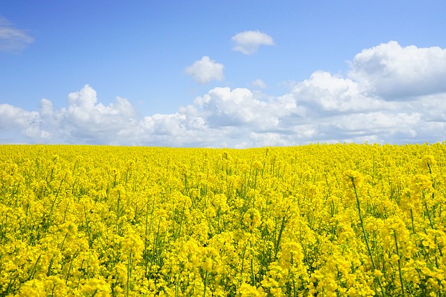 Laut Swiss Granum soll es nächstes Jahr eine höhere Raps-Ernte geben als im aktuellen Jahr. (Bild Pixabay)