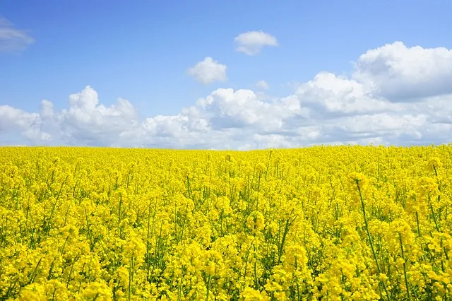 856f6b380fa2126adb4b7d4fe1391c698ce7598c Laut Swiss Granum soll es nächstes Jahr eine höhere Raps-Ernte geben als im aktuellen Jahr. (Bild Pixabay)