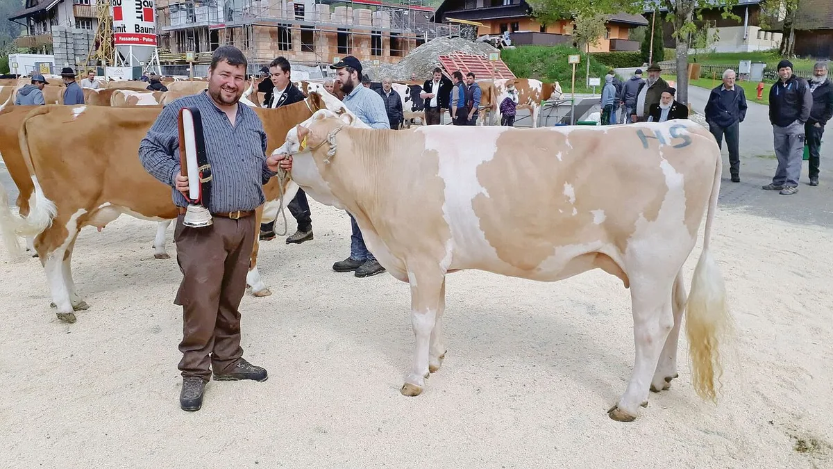 822faf4327d5952d15d33b345520cf29b46b1c9557db0c3e7243904862ac462e Miss Schöneuter bei den Simmental wurde Belinda von Vereinspräsident Markus Thalmann