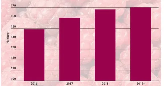 37bc0928764522bf867d83fd9b68f2aecf77968b Himbeeren liegen im Trend. Die Produzenten haben die Anbaufläche seit 2016 um 12 Prozent auf 170 Hektaren ausgedehnt. Hauptanbaugebiet ist die Ostschweiz. (*Hochrechnungen, Quelle SOV)