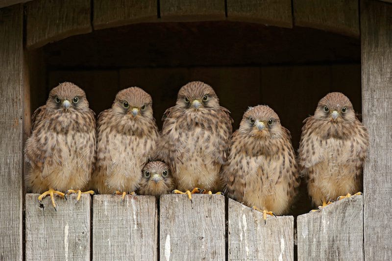 Die Bruterfolge führten dazu, dass Jungvögel abwanderten und neue Gebiete besiedelten. (Bild Vogelwarte Sempach / Folkert Christoffers)
