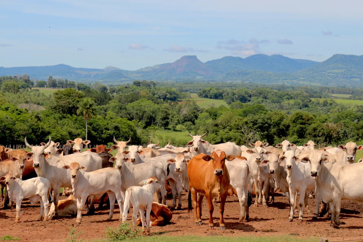 Rinderherde Paraguay Das Mercosur-Abkommen findet keine Mehrheit. Zum Abkommen würden zum Beispiel Importkontingente für Rindfleisch gehören, zum Beispiel aus einer Herde aus Paraguay.