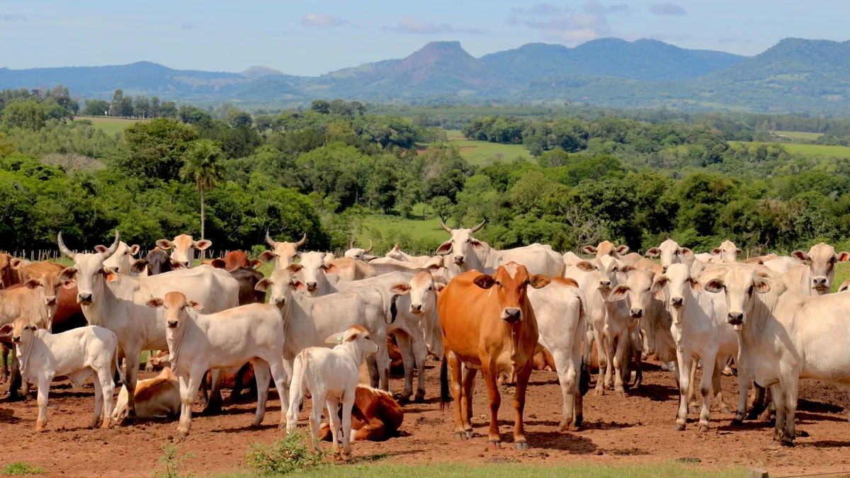 Rinderherde Paraguay Das Mercosur-Abkommen findet keine Mehrheit. Zum Abkommen würden zum Beispiel Importkontingente für Rindfleisch gehören, zum Beispiel aus einer Herde aus Paraguay.