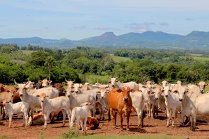 Das Mercosur-Abkommen findet keine Mehrheit. Zum Abkommen würden zum Beispiel Importkontingente für Rindfleisch gehören, zum Beispiel aus einer Herde aus Paraguay.