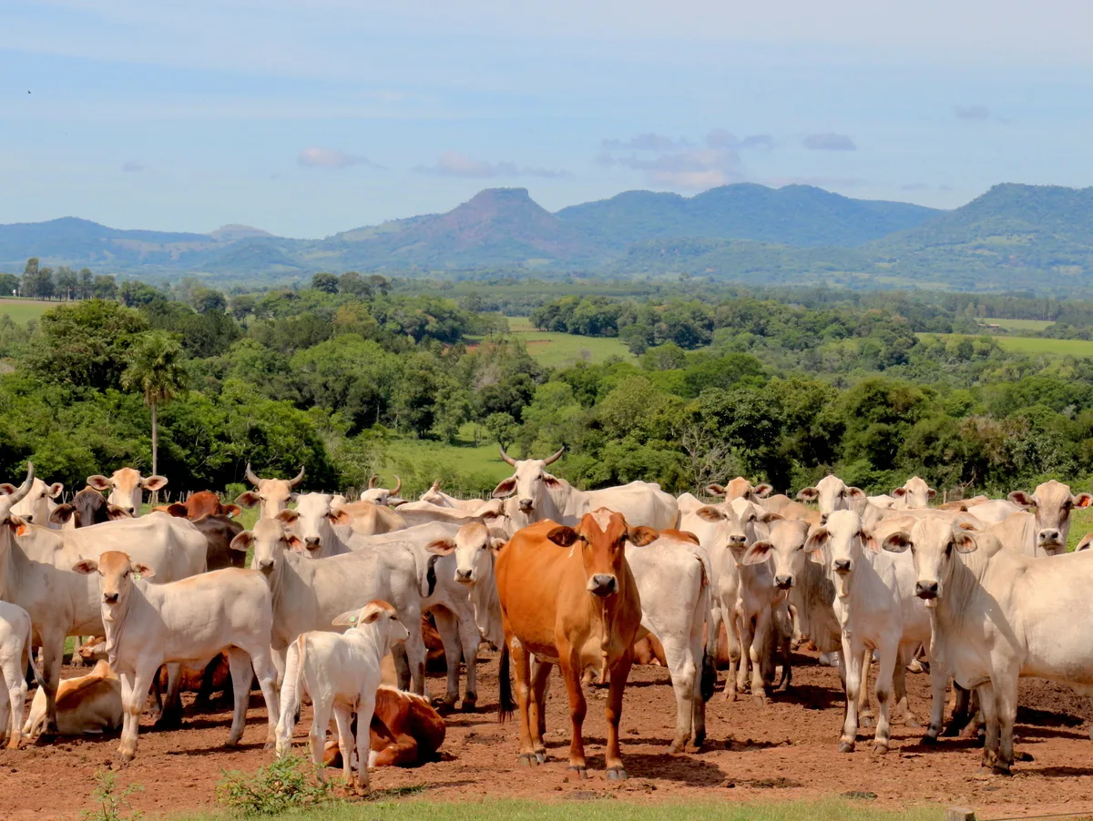Das Mercosur-Abkommen findet keine Mehrheit. Zum Abkommen würden zum Beispiel Importkontingente für Rindfleisch gehören, zum Beispiel aus einer Herde aus Paraguay.