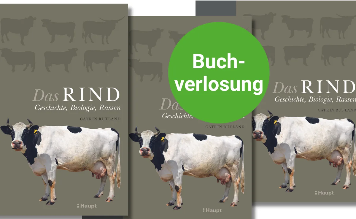 buch-rind Buchbesprechung: Spannendes Fachbuch rund um «Das Rind»