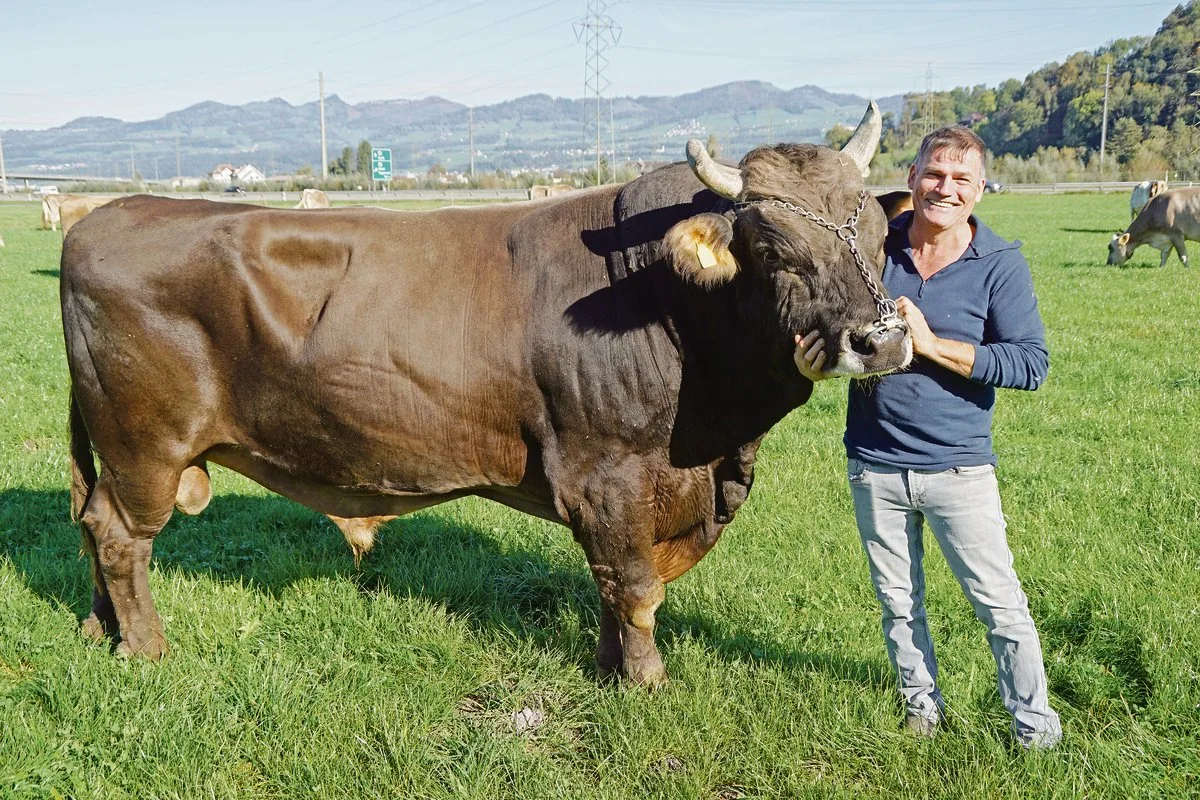 ecaafc5ce5665b176445f6d9241be0278e757d10 Pius Kamer mit seinem über 14 Jahre alten OB-Stier Gospel. Kamer legt Wert darauf, seinen Stier jeden Tag anzusprechen und ihn zu kraulen. Basis für das gute Auskommen seien Vertrauen und Respekt auf beiden Seiten.(Bilder Michael Götz)