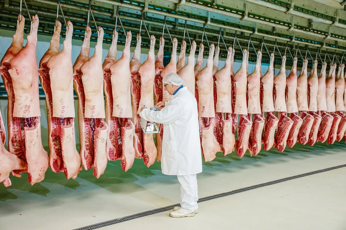 26bcb63166afaa5b6784ee0e6e2b74c7f7f3888e Suisag-Mitarbeitende verfolgen eine bestimmte Anzahl Endprodukte bis in den Schlachthof, um die Leistungen der Vaterlinien-KB-Eber beurteilen zu können. (Bild zVg)