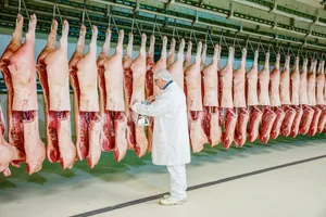 Suisag-Mitarbeitende verfolgen eine bestimmte Anzahl Endprodukte bis in den Schlachthof, um die Leistungen der Vaterlinien-KB-Eber beurteilen zu können. (Bild zVg)
