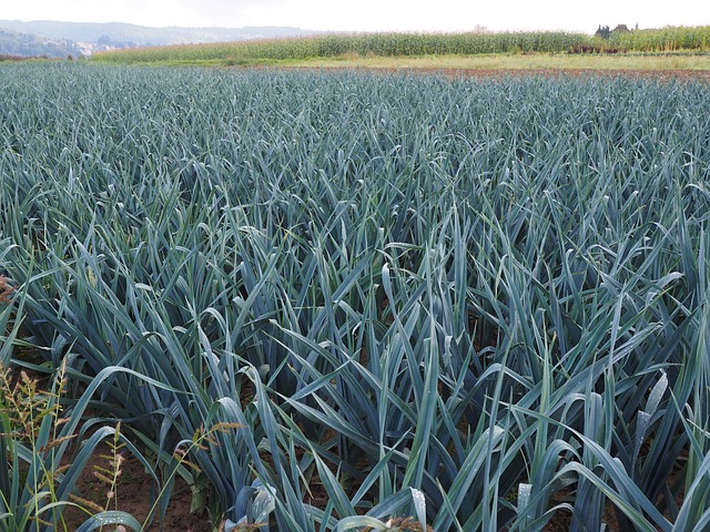 Nach der Ernte werden üblicherweise Lauchreste auf dem Feld verteilt. (Symbolbild pixabay)