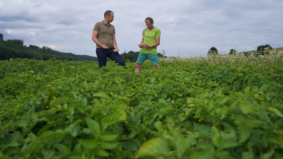 Alfoeldi_Flurgang_Kartoffeln_Bibern_Juli2020_6288 Ein besseres Modell für weniger Fungizide im Kartoffelbau ist in Arbeit