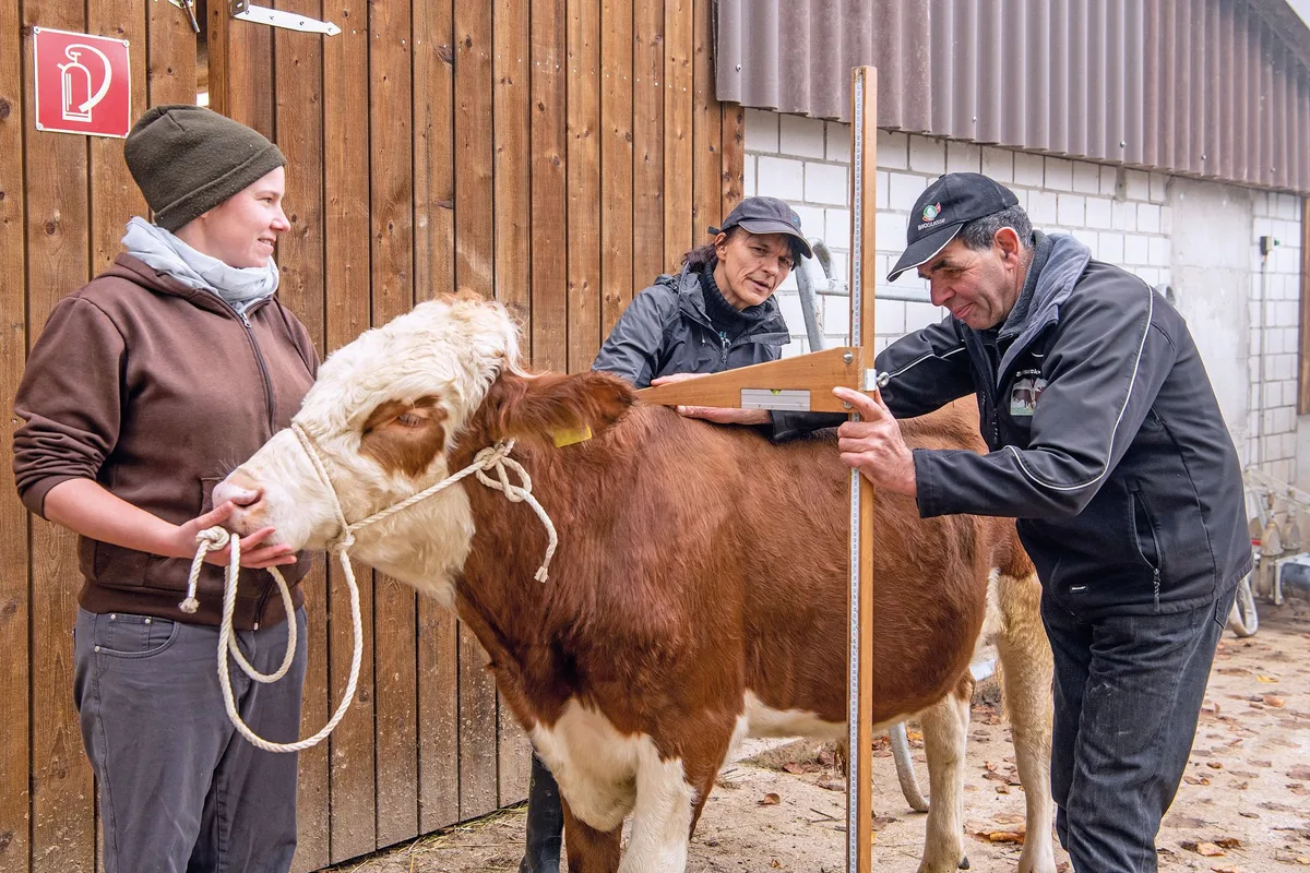 845589710c7c11d9ccae50060b070dc94f98243c Janine Braun, Anet Spengler und Hans Braun mit dem Swiss Fleckvieh-Stier Caro während der Aufzuchtphase. Bild: Marion Nitsch