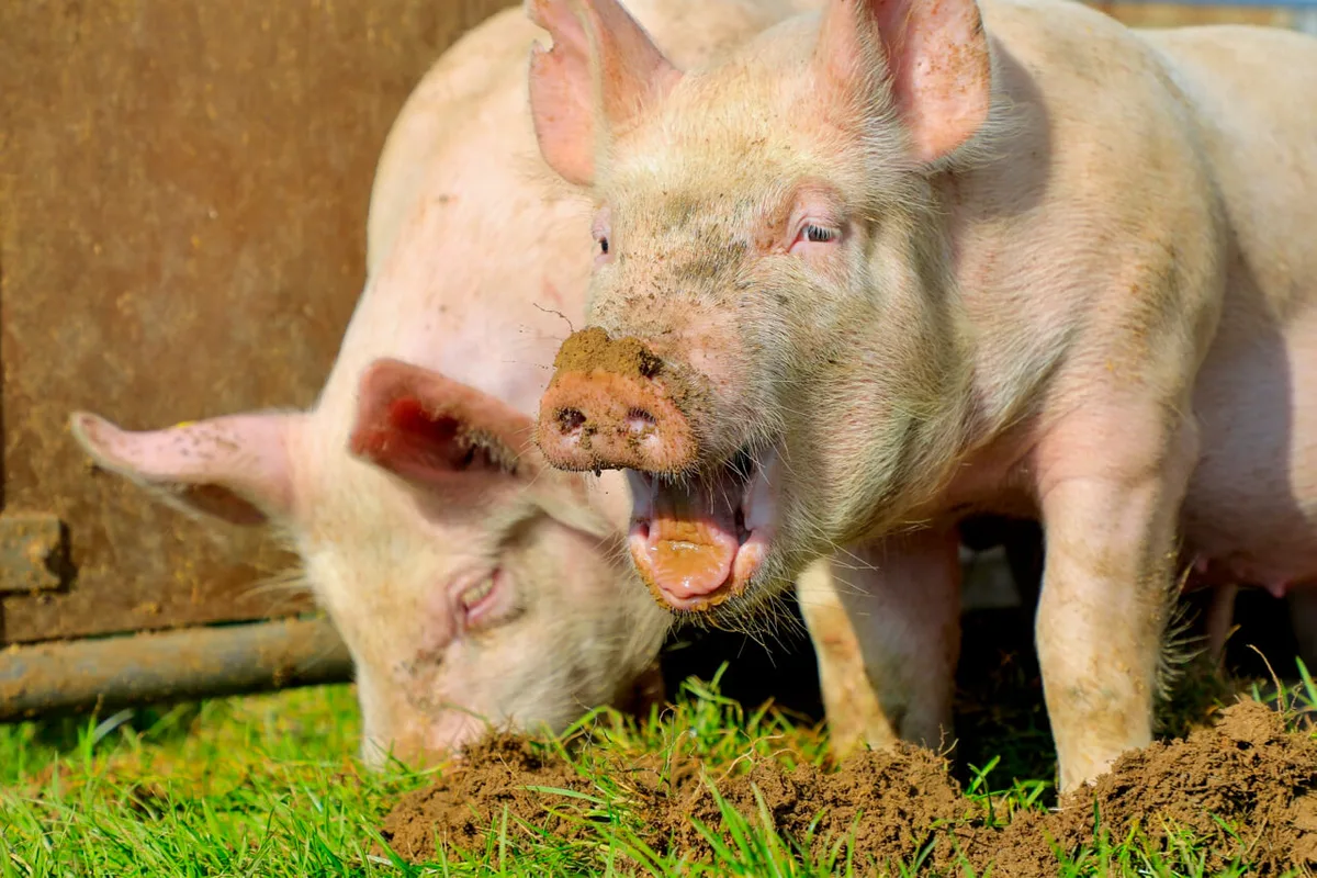 898f768baadb594885b556e336e7795d65eb7646 Schweine in Freilandhaltung wühlen in der Erde. Bild: Peter Röthlisberger
