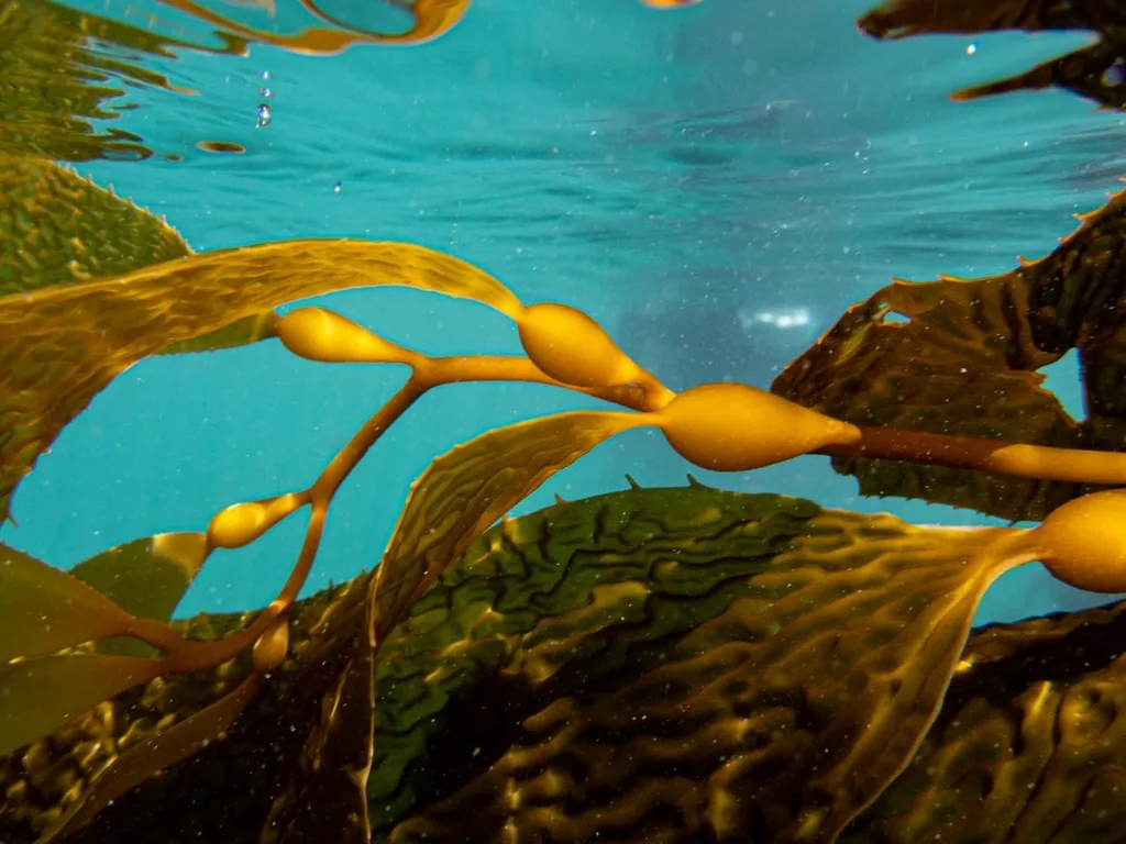 Macrocystis_Pyrifera_Giant_Kelp Meeresalgen in der Regenerativen Landwirtschaft