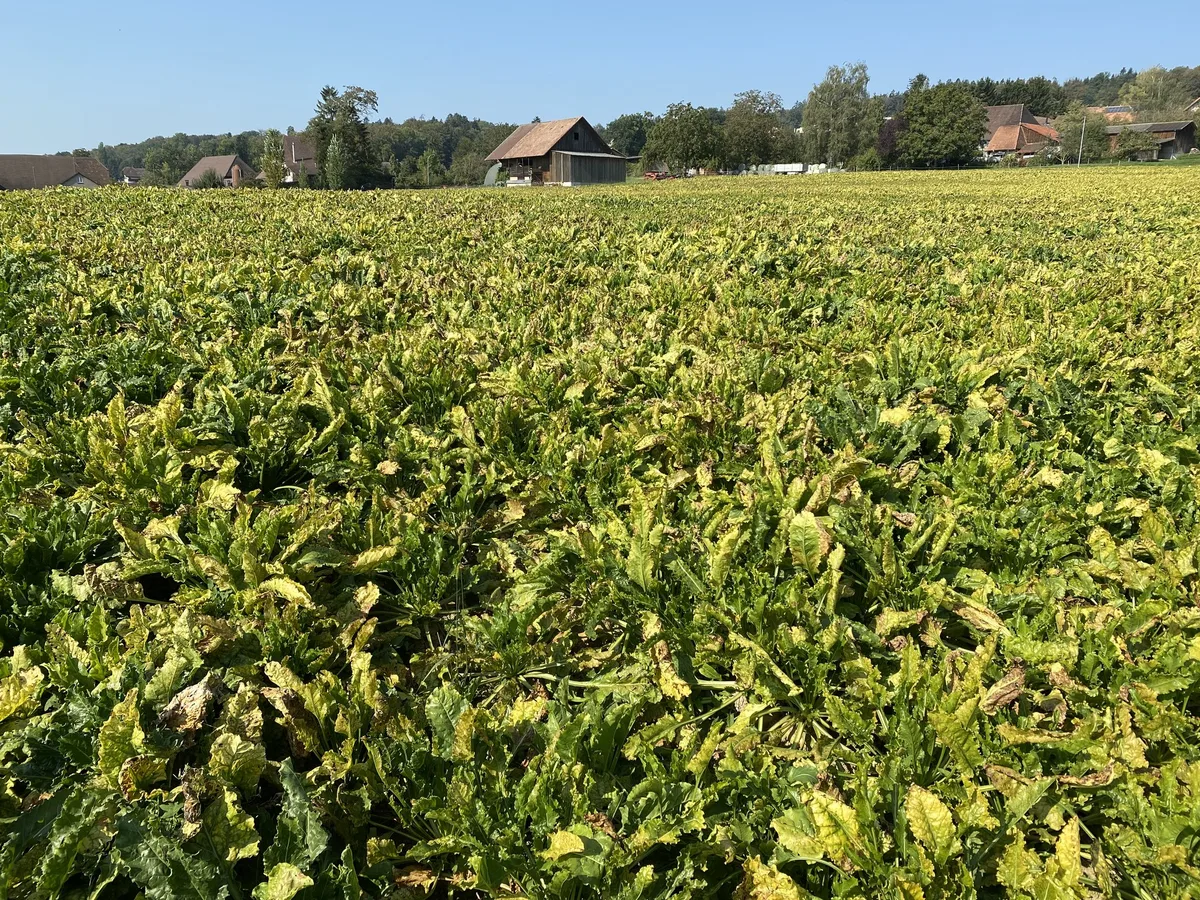 82b6803f64d2b6b73e2d9d43446718e93ea89b7d Im vergangenen Jahr führte die Viröse Vergilbung, die durch Blattläuse übertragen wird, zu Ernteeinbussen bis zu 50 Prozent. (Bild ke)