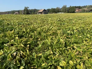 Im vergangenen Jahr führte die Viröse Vergilbung, die durch Blattläuse übertragen wird, zu Ernteeinbussen bis zu 50 Prozent. (Bild ke)