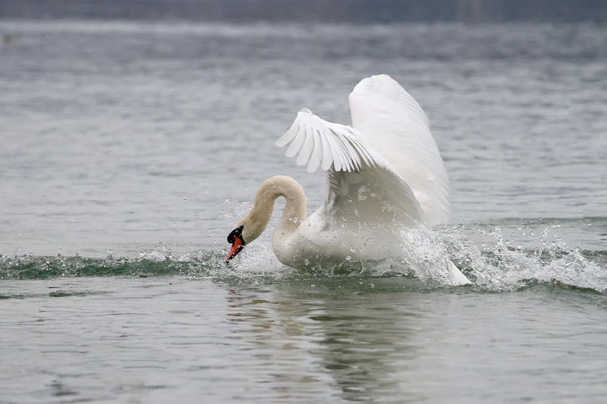 swan-g5f916f4c9_1920 Vogelgrippefall in Zürcher Hobby-Geflügelhaltung festgestellt