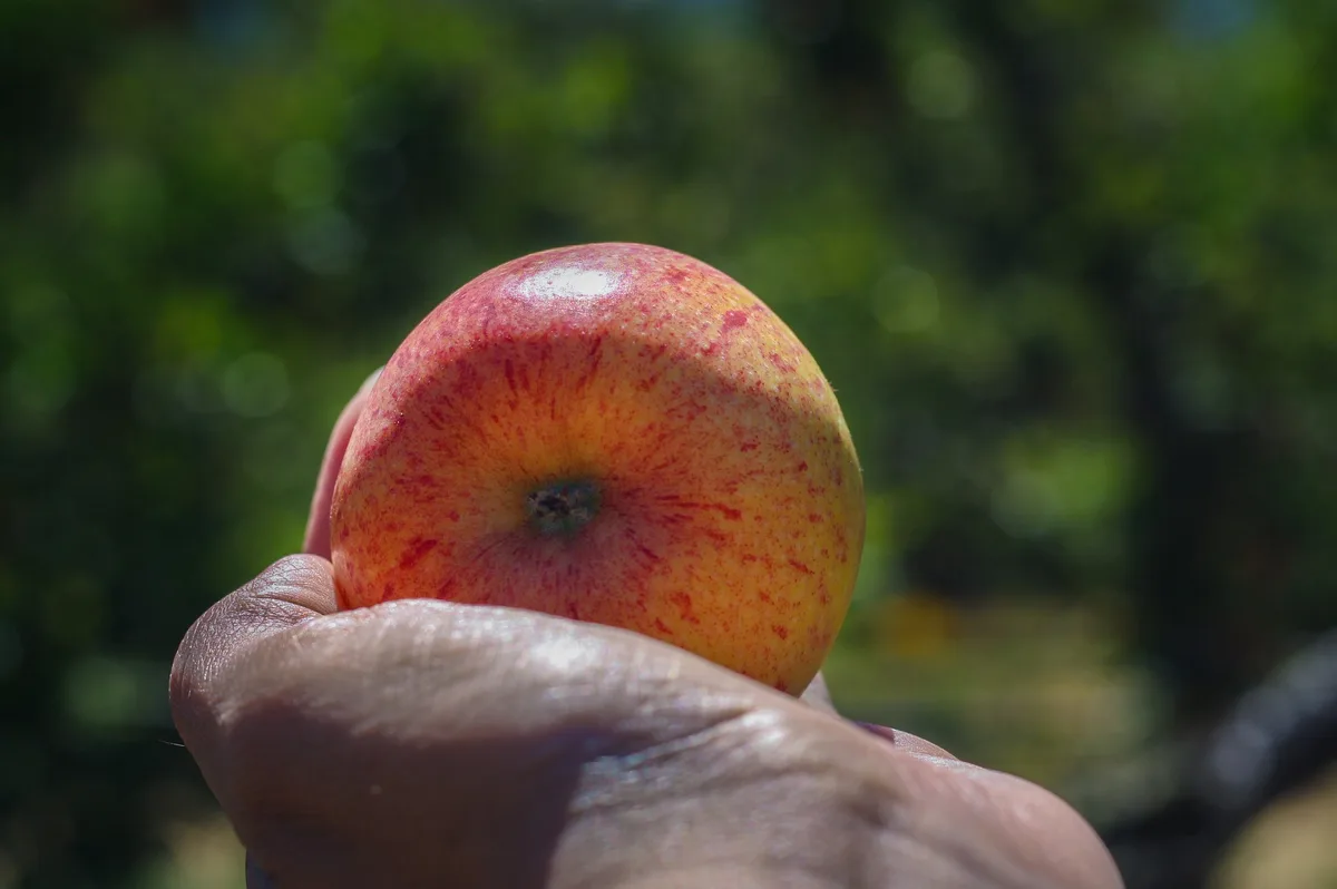 apfel-gala Der Weg zur optimalen Bestäubung, mehr Kirschen und grösseren Äpfeln