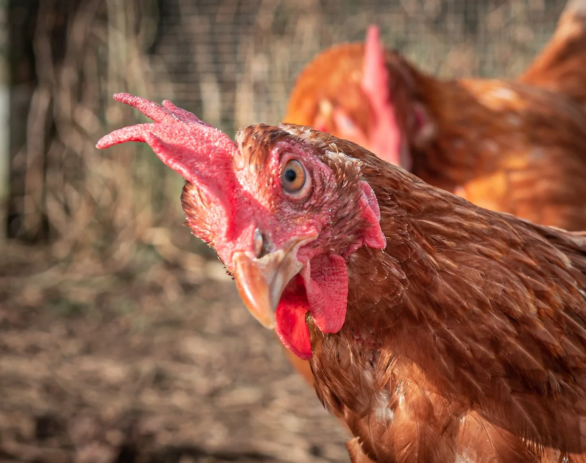 Nutzgeflügel dominiert die Schweizer Vogelwelt
