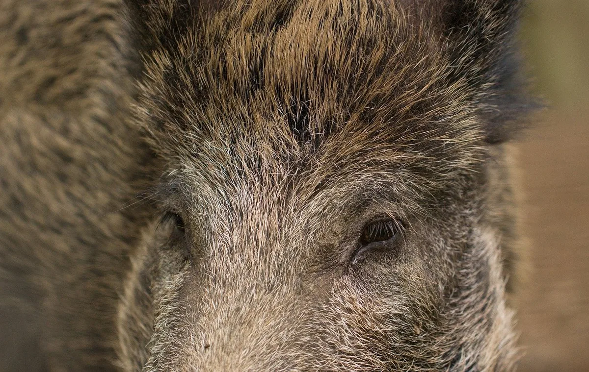 a70d910ca0093f15cd5a0cb450fadad3267ffd0f Die Ausbreitung der ASP in Wildschweinbeständen zu stoppen, ist schwieriger als bei Hausschweinen. (Bild Pixabay)