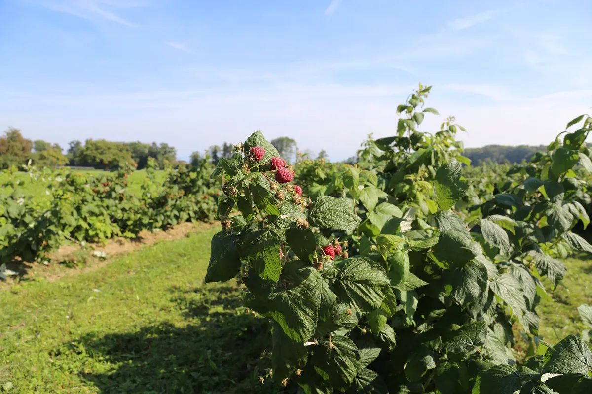 Verarbeitungshimbeeren-Uttwil_Holderhof-Produkte-AG_01_rho Peter Lenggenhager produziert Schweizer Beeren für Schweizer Sirup