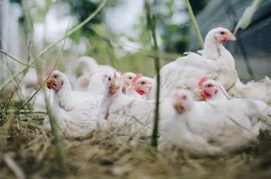 Die Betäubung von Geflügel mit Gas habe sich in Grossbetrieben etabliert, schreibt das BLV. Gasgemische werden dabei als tierfreundlicher beurteilt als reines CO2.