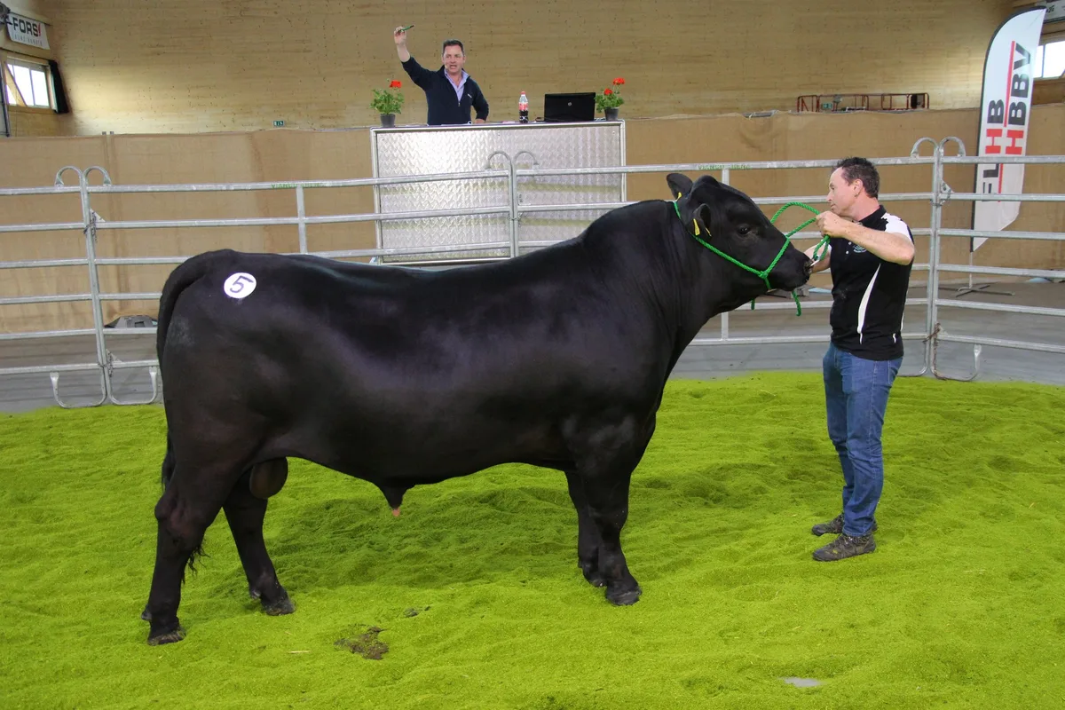 cfc3af8131eecd4cdd54a27a848a07b76442c4c1 Der 19 Monate alte und 139 Zentimeter grosse Elite-Angusstier green valley Like a Rock vom Züchter Michel und Rahel Fäh aus Ballens VD galt 6100 Franken an der Auktion und war der teuerste Angusstier des Tages. (Bild rü)