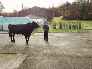 Pete, der bekannte Brown-Swiss-Stier war Teil der Stieren-Vorstellung auf dem Swissgenetics-Gelände.