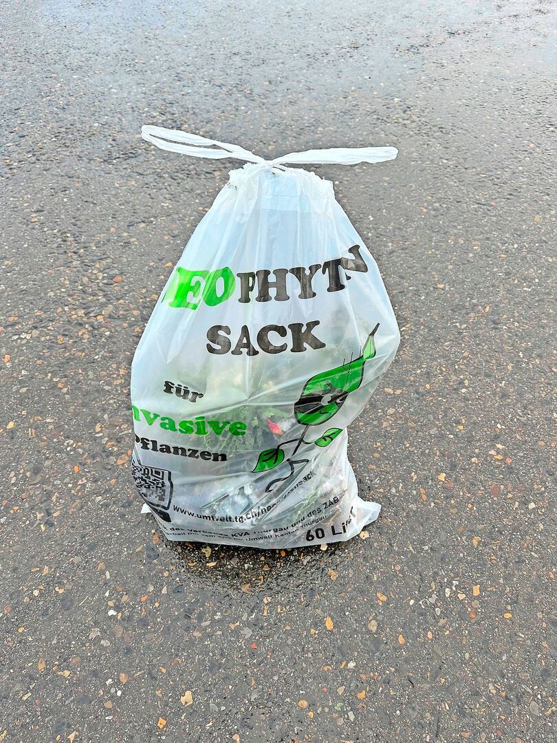 Der Neophytensack fasst 60 Liter und ist kostenlos bei den Gemeinden erhältlich.