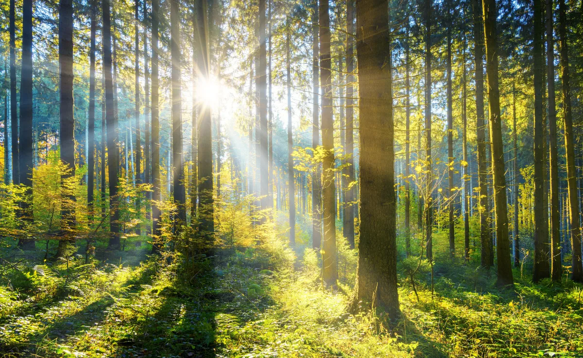Wald_1200x738px In Wald und Holz investieren – ein nachhaltiges Anlagethema wird zum Trend
