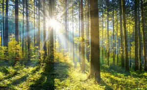 Die Wald- und Holzwirtschaft hat ein enormes Potenzial, den Gebäudesektor und Anlageportfolios zu dekarbonisieren.