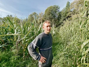 Links von Thomas Tanner ist das Feld mit dem Mais-Bohnen-Gemenge, rechts wächst Sudangras, das Tanner nach der Gerste gesät hat.