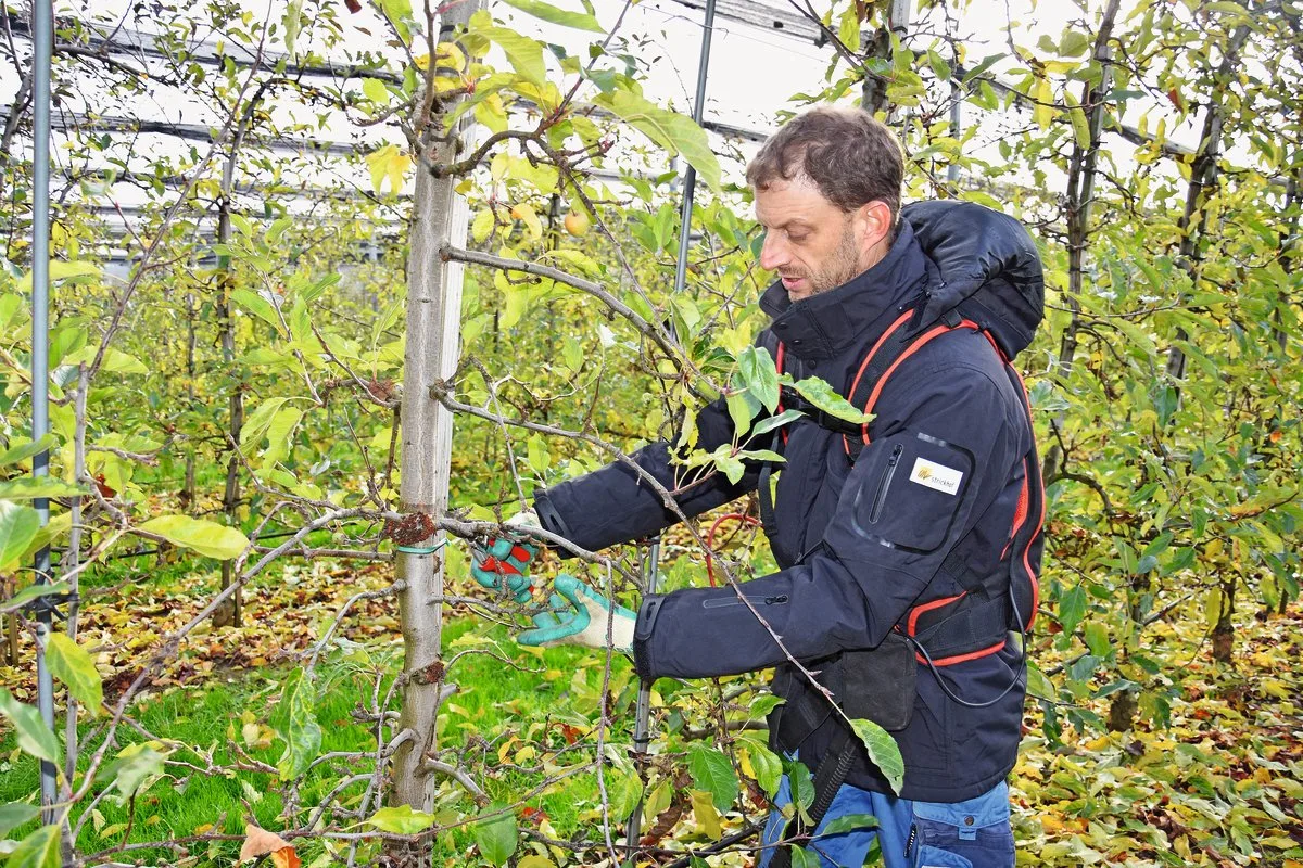 8ede45906ac93cbfbc27475fca5a88b0ea86fac3 Wächst der Baum zu dicht, müssen ganze Äste abgeschnitten werden. Am besten wird ein Trieb gewählt, der qualitativ weniger hochwertig ist. Bild: Katrin Erfurt