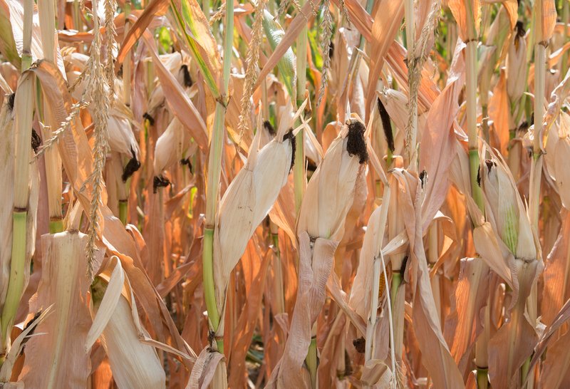 Verdorrter Mais: Geht der Klimawandel ungebremst weiter, werden Dürresommer die Schweizer Bauern immer öfter herausfordern.   (Bild Cornelia Brändle, Agroscope)