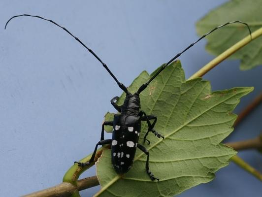 Der eingewanderte Asiatische Laubholzbockkäfer gefährdet den Schweizer Wald. (Bild: Eidg. Forschungsanstalt WSL)