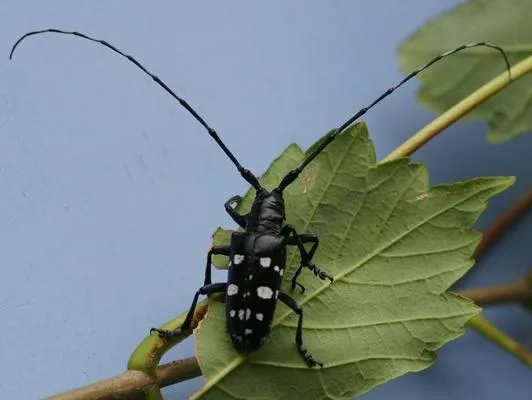 b309eb8b64f153a0797ac199a9ed6a2e251ea7b4 Der eingewanderte Asiatische Laubholzbockkäfer gefährdet den Schweizer Wald. (Bild: Eidg. Forschungsanstalt WSL)