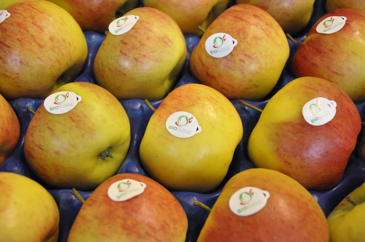 ecf2aea170bf593363b33b37590209fef5d0c9bb Ab nächstem Jahr wird die Knopse auch in der Migros anzutreffen sein. (Bild Bio Suisse)