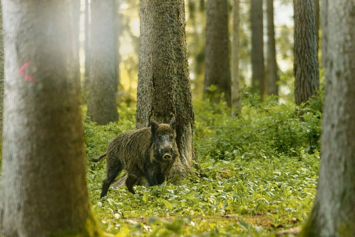 9f4860dba47f8dd811c5397b72fff5c9f3a0a86c9444c083f5aaab51491b7412 Die hohen Wildschweinbestände führen in der Landwirtschaft immer wieder zu grossen Schäden.