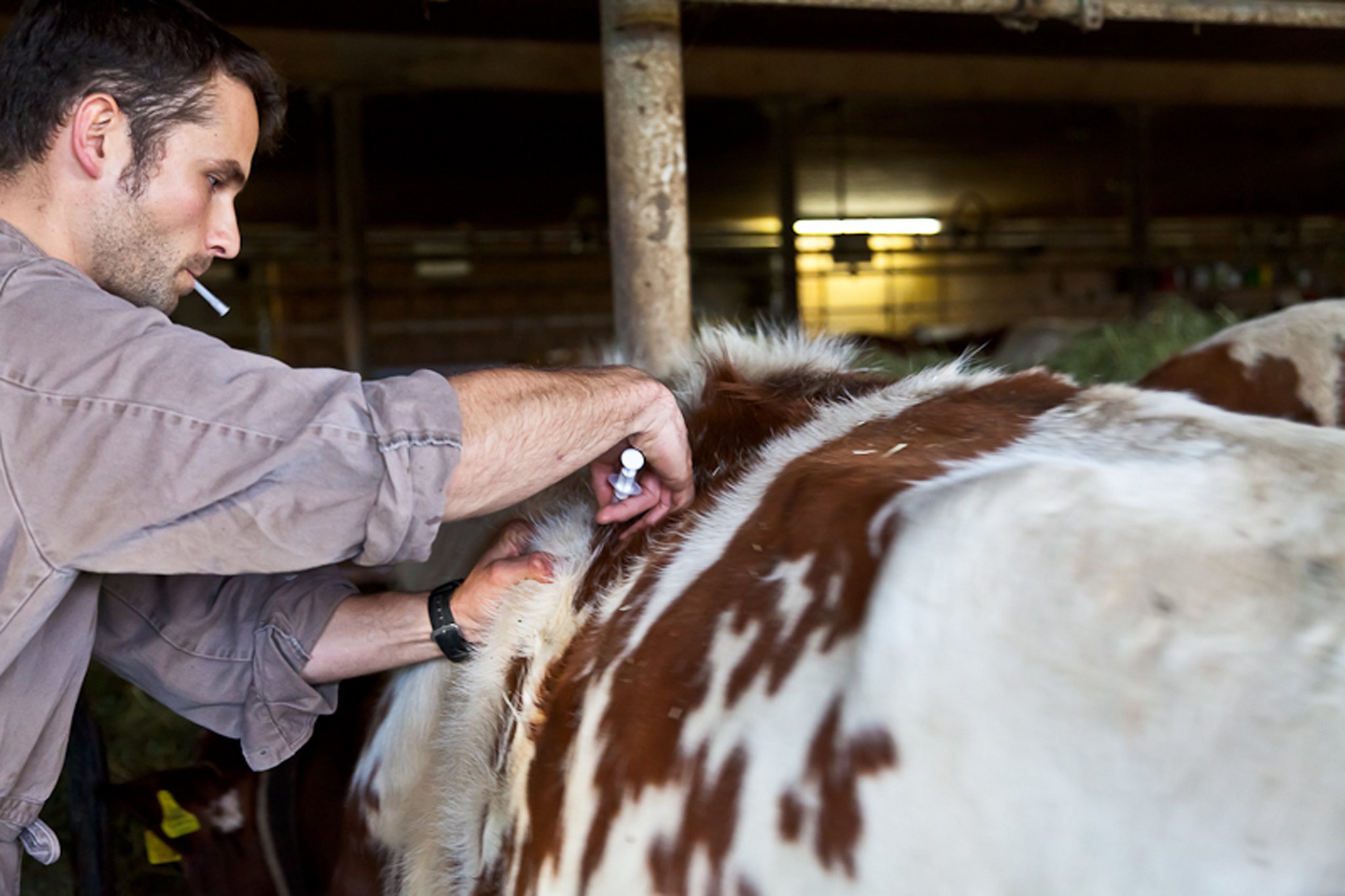 Der Antibiotika-Einsatz bei Nutztieren ist zunehmend umstritten. (Bild Peter Baracchi/GST)