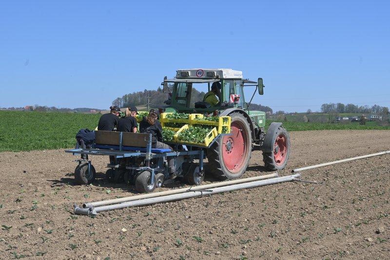 Die fusionierte «Alliance Gemüse Schweiz» soll Vorteile für Produzenten und Abnehmer bringen