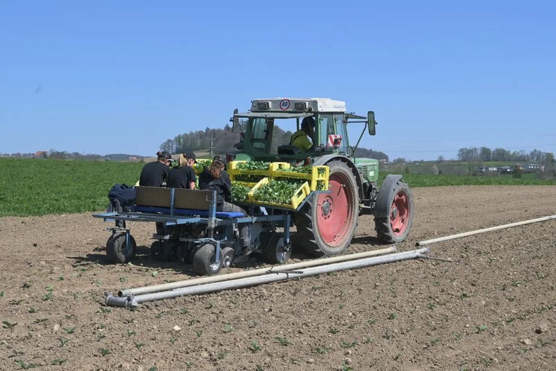 broccoli_jba Die fusionierte «Alliance Gemüse Schweiz» soll Vorteile für Produzenten und Abnehmer bringen